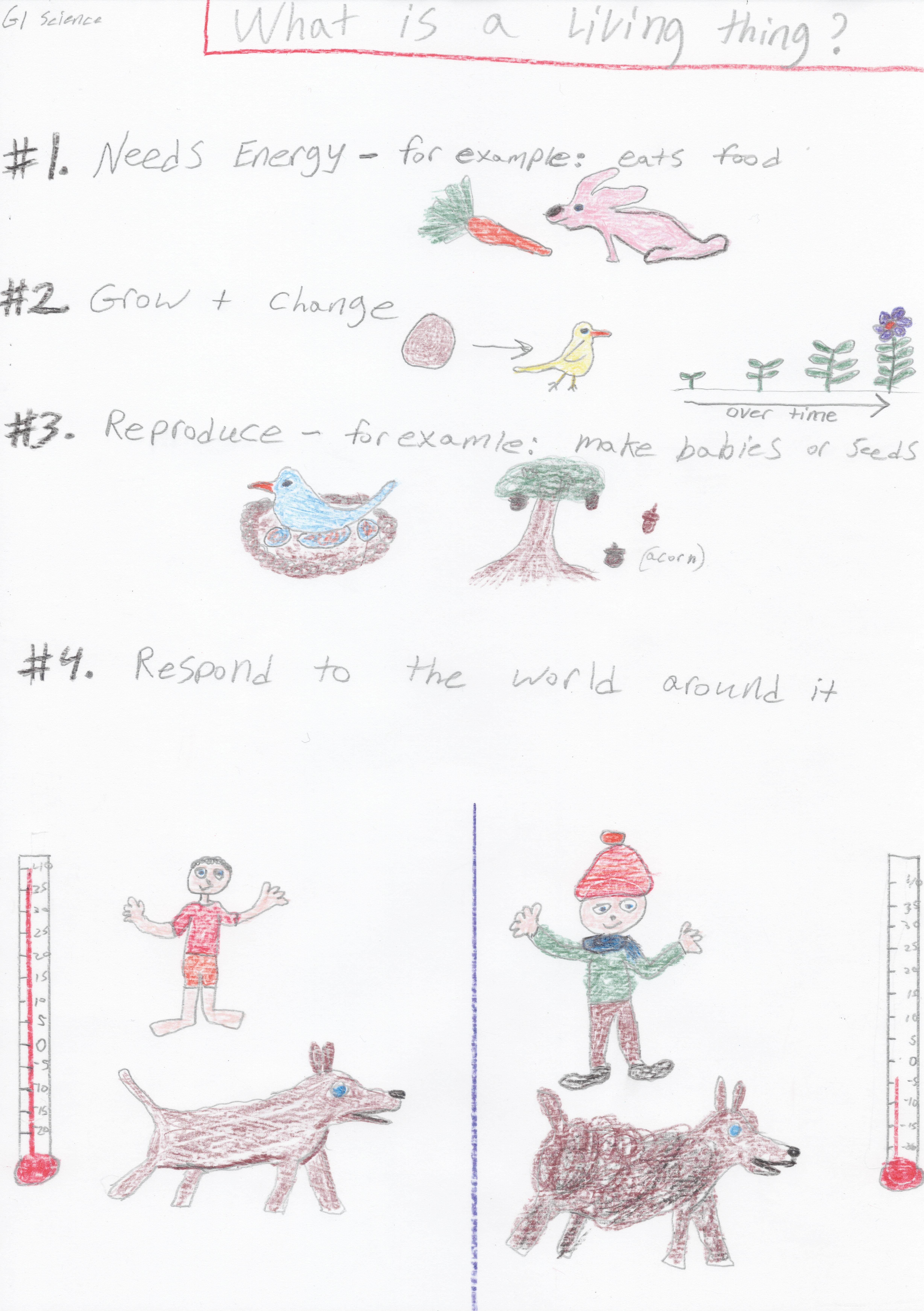 What is a Living thing?